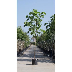 Anna Paulownaboom Paulownia tomentosa h 350 cm st. omtrek 14 cm