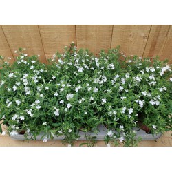 Lobelia s 10 potjes per tray kleur wit