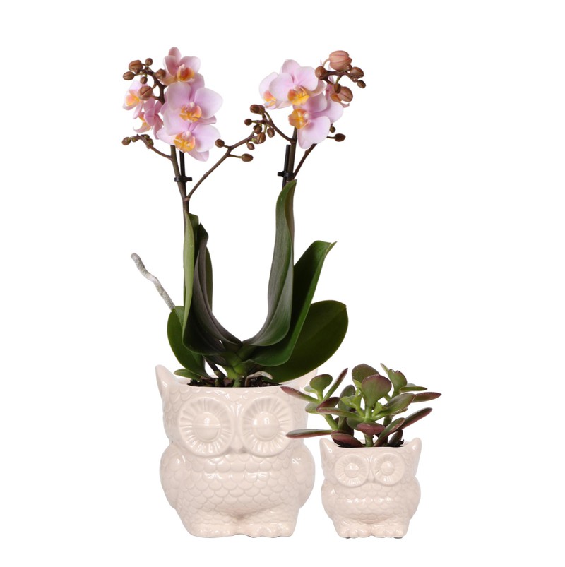 Planten set Owl nude | Set met roze Phalaenopsis Orchidee Ø9cm en groene plant Succulent Ø6cm | incl. keramieken sierpotten - 
