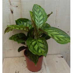 Calathea Makoyana Pauwenplant lichtgroen groot blad 30 cm