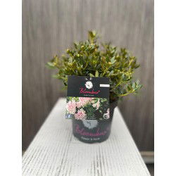 Blomux Magenta I