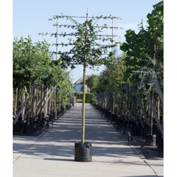 Spaanse aak als leiboom Acer campestre h 340 cm st. omtrek 12 cm st. h 220 cm