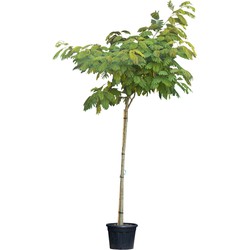 Perzische Slaapboom Albizia julibrissin 350 cm