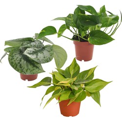 Epipremnum Mix - Set van 3 - Kamerplanten - Pot 12cm - Hoogte 25-40cm