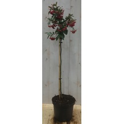 Cotoneaster Dwergmispel op 60 cm stam
