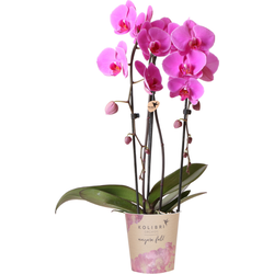 Kolibri Orchids | roze Phalaenopsis orchidee - Niagara Fall  - potmaat Ø12cm | bloeiende kamerplant - vers van de kweker