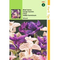 2 stuks - Salvia Horminum Tricolor Gemengd - Hortitops