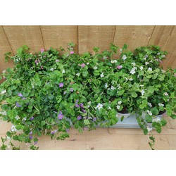 Bacopa s 10 potjes per tray kleur mix - Warentuin Natuurlijk