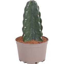 Cereus jamacaru - Cactus 'Cuddly' - Pot 18cm - Hoogte 30-35cm