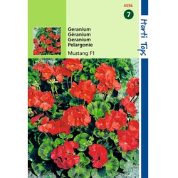 2 stuks - Pelargonium F1 Mustang Kersrood