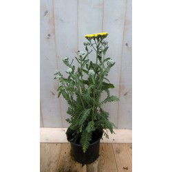 3 stuks - 