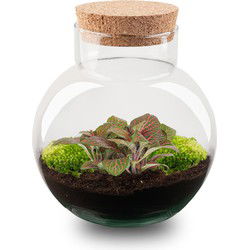 URBANJNGL - Plant Terrarium - Noah - DIY kit - ↑ 20 cm