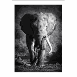 Elephant Spirit Animal (29,7x42cm)