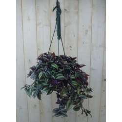 Hangplant Tradescantia donker rood