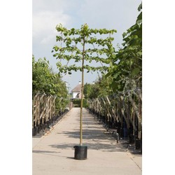 Linde als leiboom Tillia europaea Pallida h 360 cm st. omtrek 22,5 cm st. h 240 cm