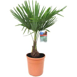 Trachycarpus Fortunei - Waaierpalmboom - Pot 21cm - Hoogte 65-75cm