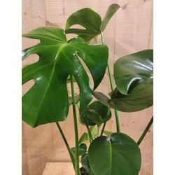 Monstera Deliciosa 70 cm hoog kamerplant - Warentuin Natuurlijk