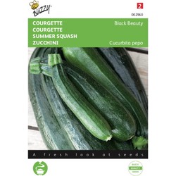 2 stuks - Courgette Black Beauty Verte De Milan - Buzzy