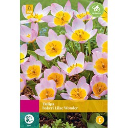 2 stuks - Tulipa bakeri Lilac Wonder 40 bollen