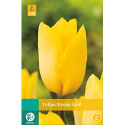 Tulipa Strong Gold, 8 bloembollen