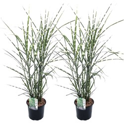 Miscanthus Zebrinus - Winterhard Siergras - Set van 2 - Ø23cm - Hoogte 20-30cm