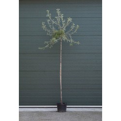 Wilgbladige treur sierpeer laagstam Pyrus salicifolia Pendula h 250 cm st. omtrek 8 cm st. hoogte 20 cm