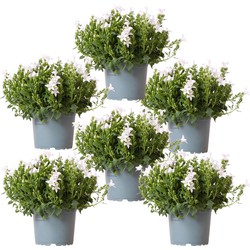 Campanula Addenda - Klokjesbloem wit potmaat 12cm - 1m2 bodembedekker - 6 stuks - Ambella white - tuinplanten - winterhard