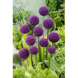 Allium Ambassador - Bloembollen - Set van 6 - Paarse bollen - hoog