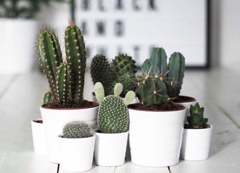 5x de leukste manieren om jouw huis te stylen met een cactus