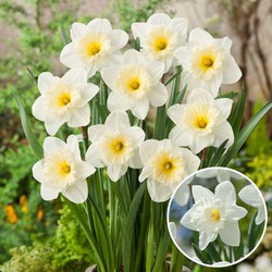 Narcissus Mount Hood - Set van 15 - Narcisbollen - Winterharde bloembollen