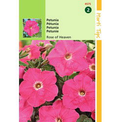 2 stuks - Petunia Hybr.Nana Comp. Hemelroosje