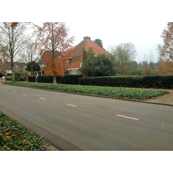 Plantenmat vasteplanten Klimop hedera prijs per 1m2 cm Covergreen