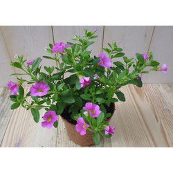 3 stuks! Petunia Million Bells roze