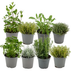 ZynesFlora - Italiaanse Kruidenplanten - 8 Stuks - Ø 12 cm - Hoogte: 12-15 cm - Buitenplant - Kamerplant - Tuinkruiden