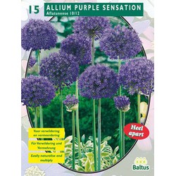 2 stuks - Allium Aflatunense Purple Sensation per 15