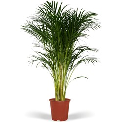 Hello Plants Dypsis Lutescens - Ø 24 cm - Hoogte: 120 cm - Areca Palm Kamerpalm