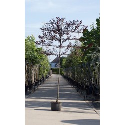 Sierpruim als leiboom Prunus cerasifera Nigra h 340 cm st. omtrek 12 cm st. h 220 cm