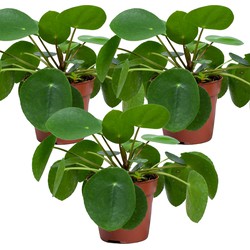 Floraya - Pannenkoekplant | Pilea 'Peperomioides' per 3 stuks - Kamerplant in kwekerspot ⌀10,5 cm - ↕10-15 cm