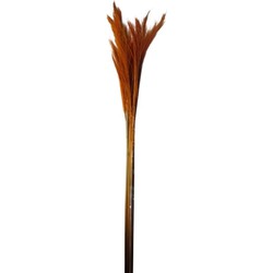 PTMD Gedroogde Bamboe Kunsttak - 50 x 20 x 100 cm - Rood