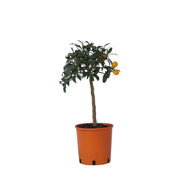Sinaasappelboom - Citrus microcarpa 'Kumquat' - Hoogte 50-60cm - ⌀19cm - 