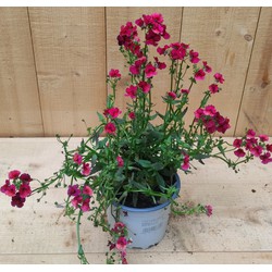 Nemesia kleur rood - Warentuin Natuurlijk