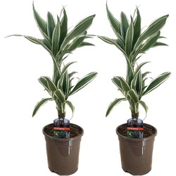 Dracaena Deremensis - White Stripe - Set van 2 - Pot 17cm - Hoogte 60-70cm