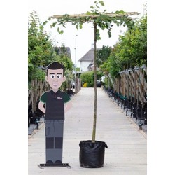 Linde vierkant dak Tilia europea h 230 cm st. omtrek 12 cm st. h 220 cm