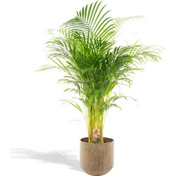 Hello Plants Areca Palm Goudpalm - Ø 21 cm Pot Groen - Hoogte: 110 cm