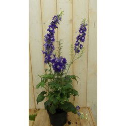 3 stuks - 