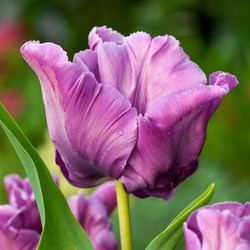 Tulipa Blue Parrot - Tulpenbollen - Set van 20 - Bloembollen