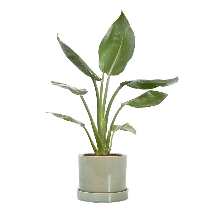 Paradijsvogelplant (Strelitzia 'Reginae') incl. 'light green' pot - 