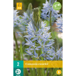 Camassia cusickii