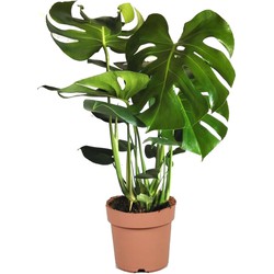 Monstera deliciosa XL - Gatenplant - Pot 21cm - Hoogte 70-80cm