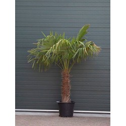 Chinese waaierpalm Trachycarpus Fortunei h 160 cm st. h 70 cm